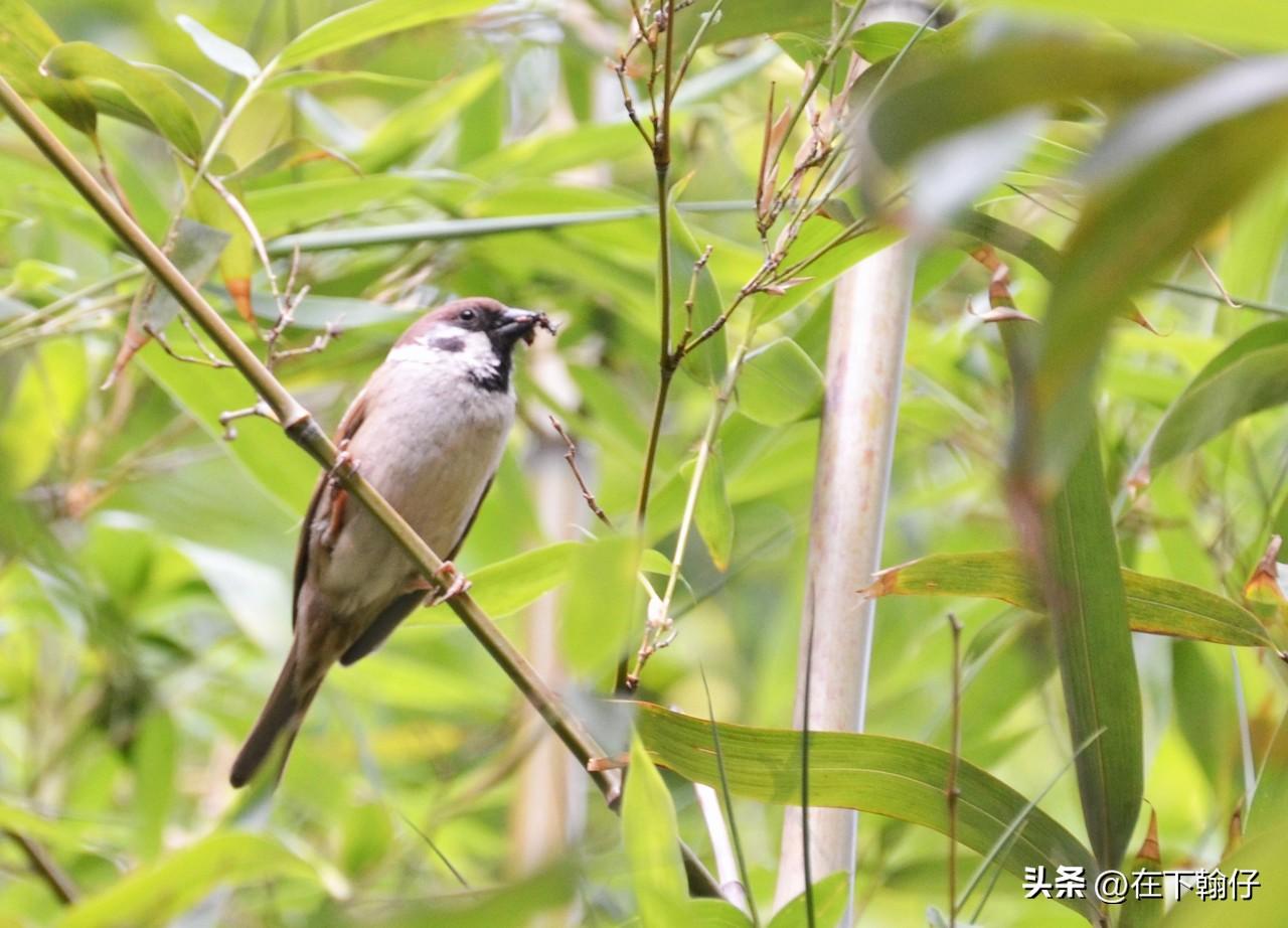 麻雀,你们那里的方言叫什么? 
在四川（尤其川北、川南部分地区），老话麻雀叫“麻