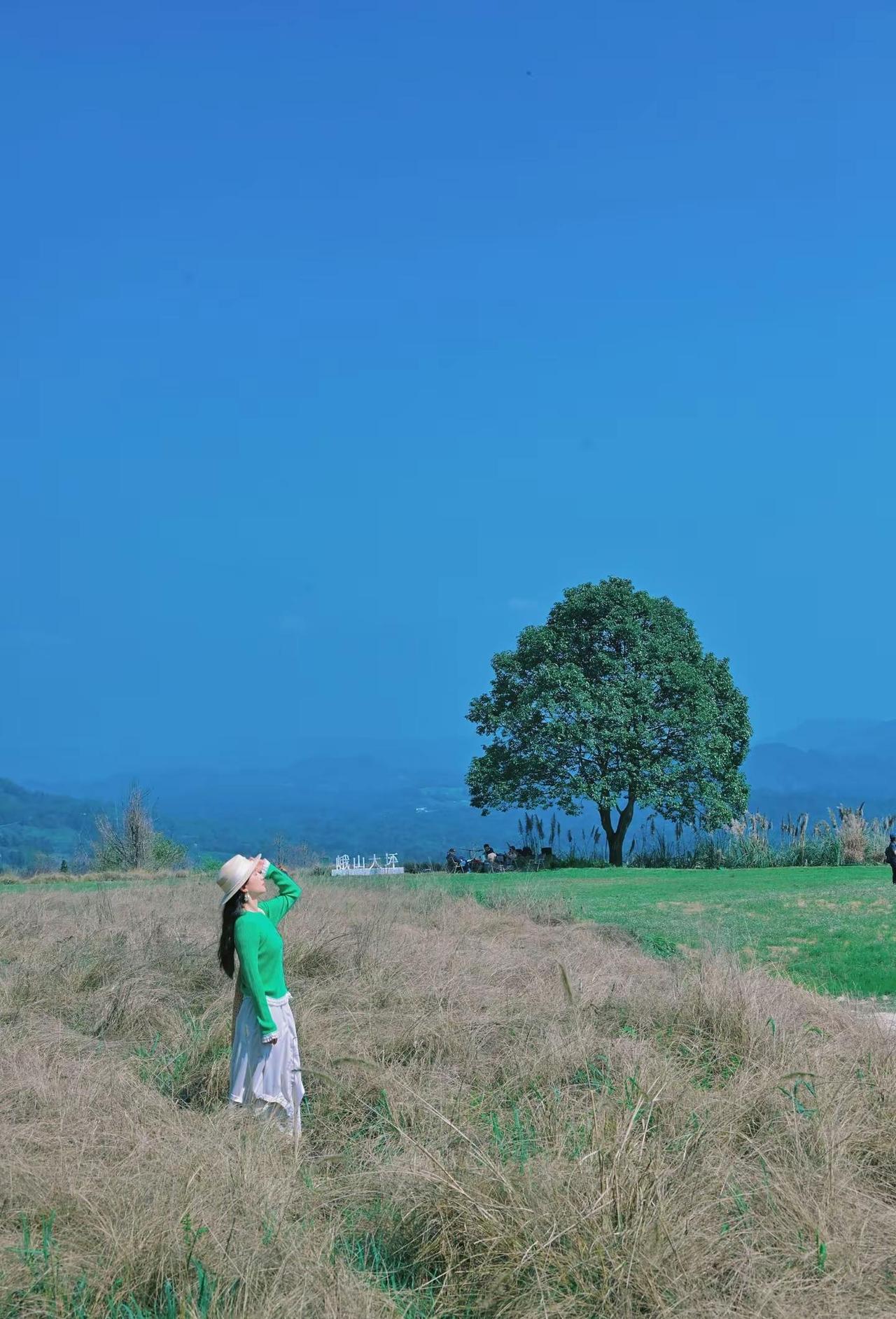 🌳那棵孤独的树，把时间慢成风。🌿 都江堰山野深处藏着一棵默默等你的树🌳 风