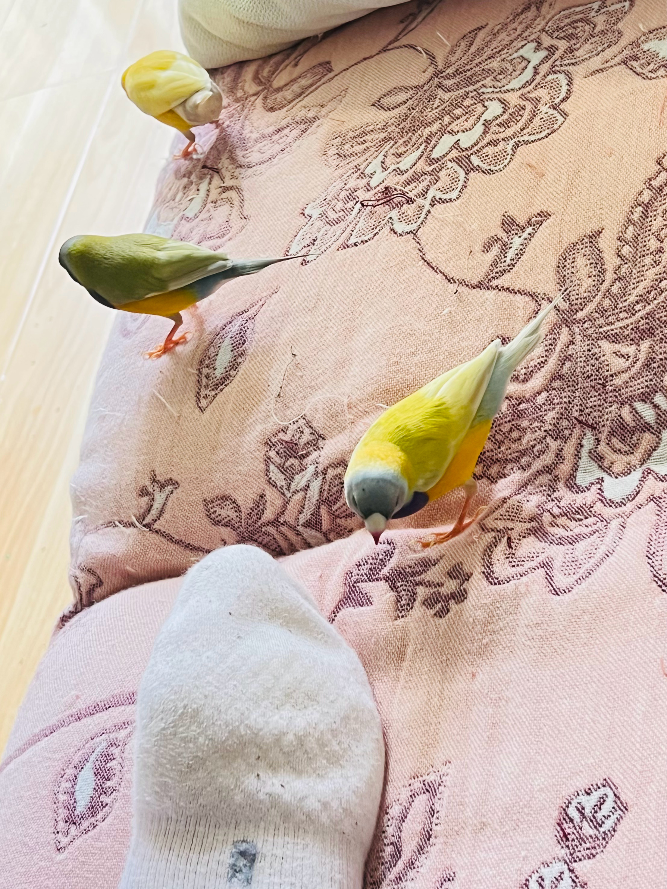 此刻，🦜鸟孩子们发现了新的乐趣，这两天开始拆沙发巾我家那些鸟事儿