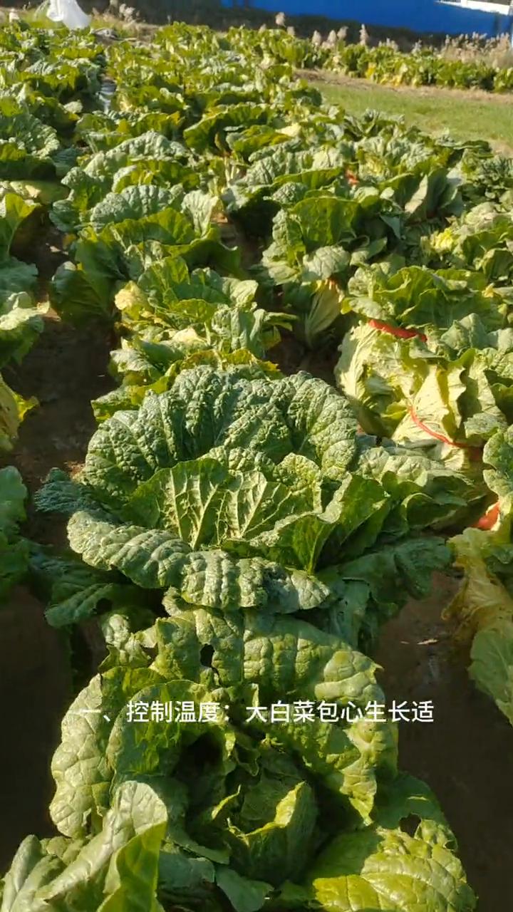 大白菜捆绑后科学管理五措施。
在霜降节气之后种植的大白菜大部分已包心紧实，此时可