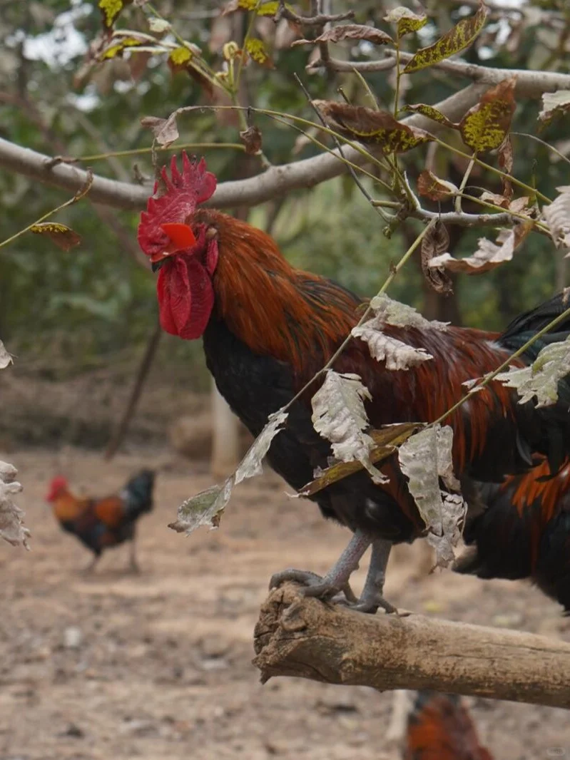 我家土鸡了不得，住别墅，还会上树！