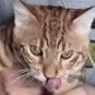 不是那我不走 那你有深夜的酒吗狸花猫橘猫赛级缅因库恩猫福瑞控