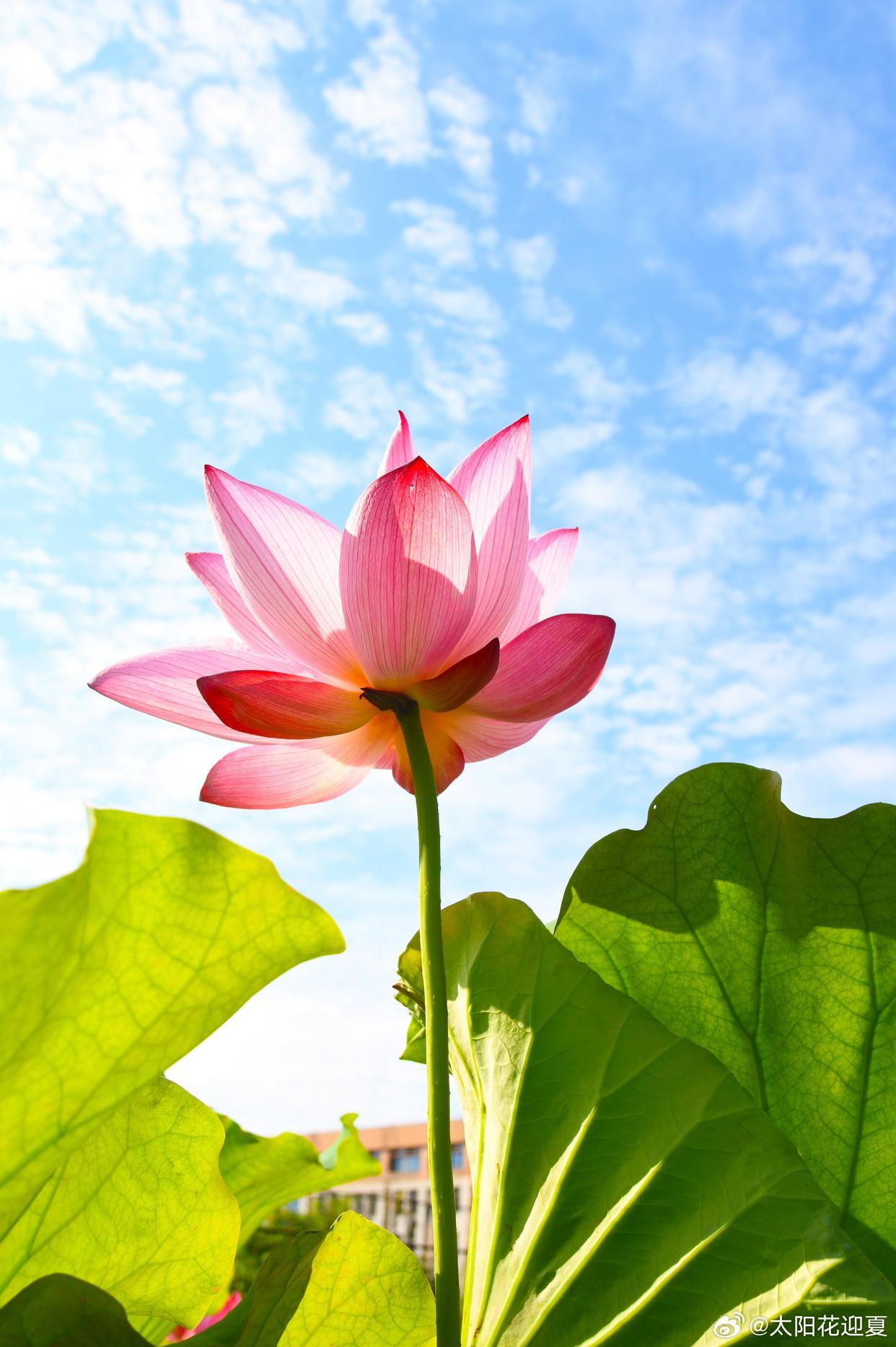 误入藕花深处，沉醉不知归路～寻美河南