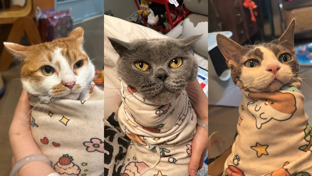 冠状我和你拼了！为什么要搞猫猫连坐