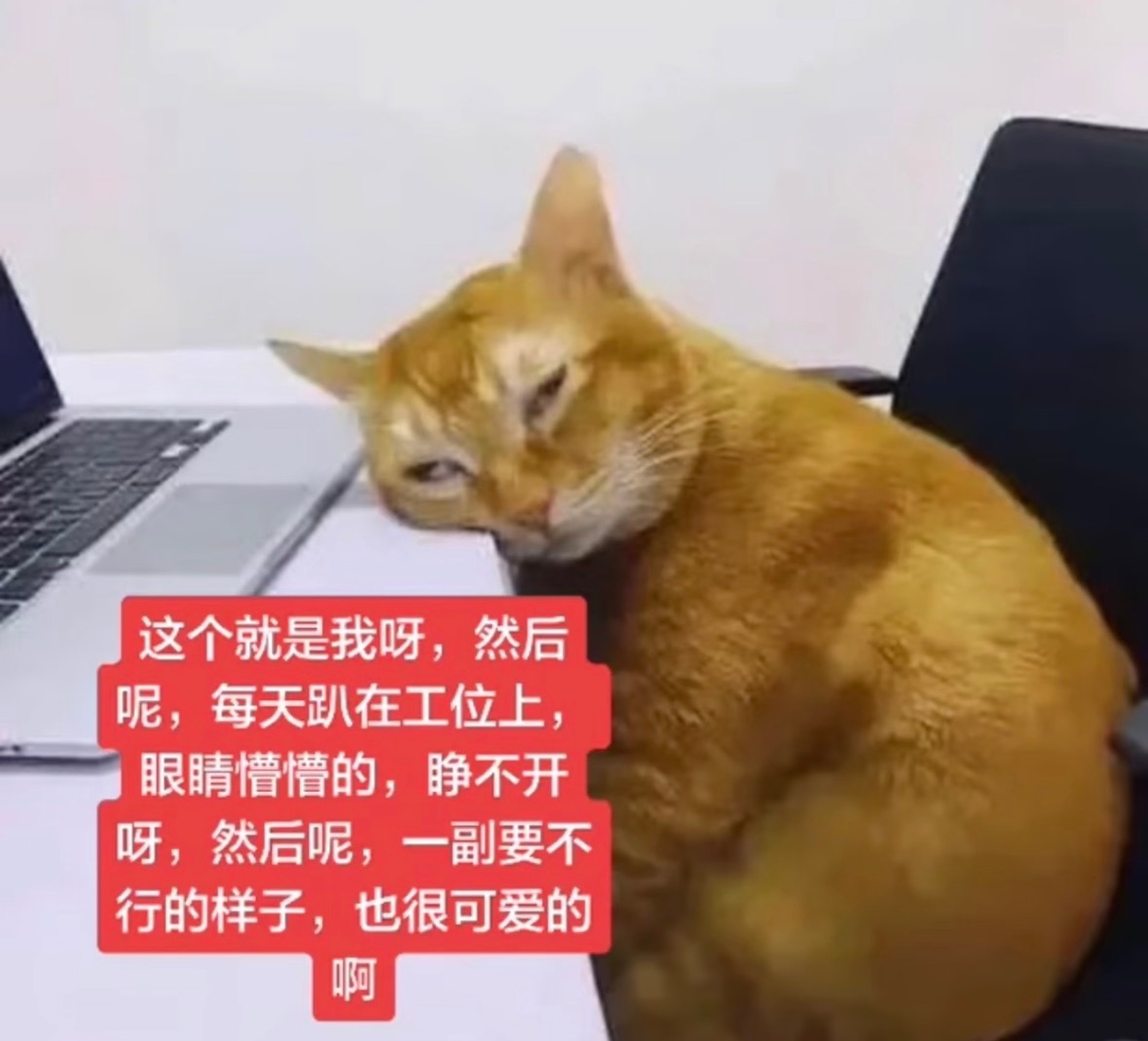我终于当了一回风口上的猪… 