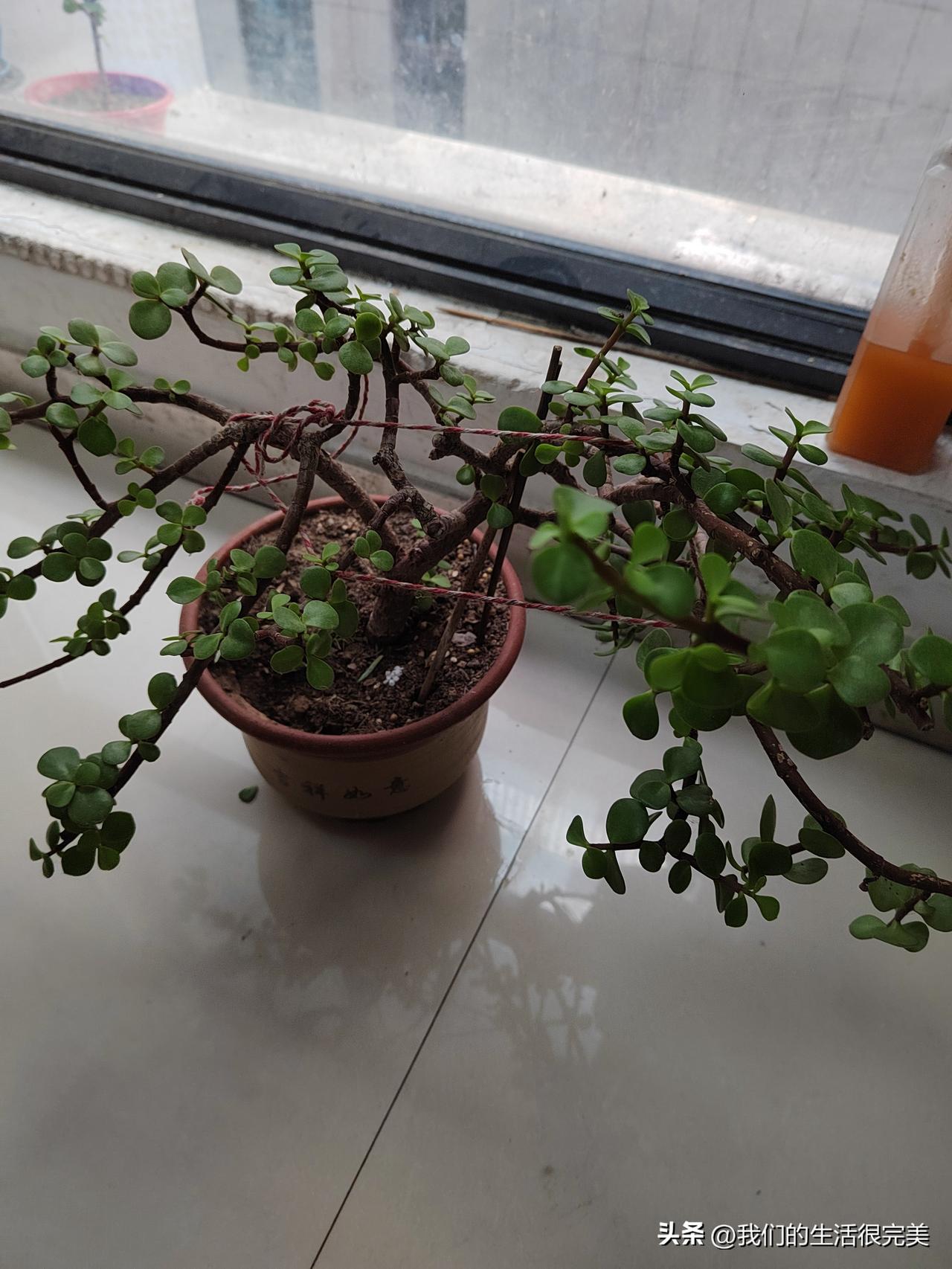 这盆金枝玉叶如何去修剪？才能造型好看？又不会剪的很少？心疼剪的太多了！