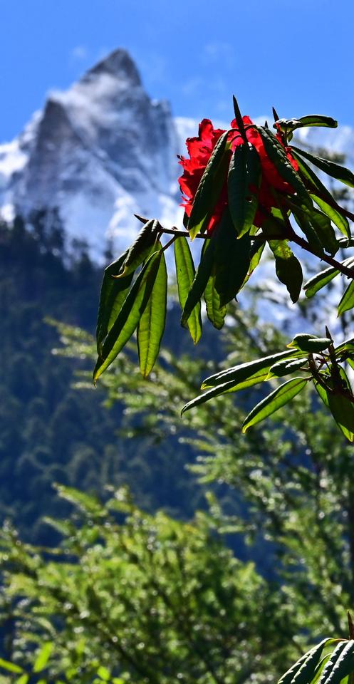 春有约，花不误，在西藏林芝遇见桃花与雪山此刻的林芝，灼灼百里桃花在雪山下即将上演