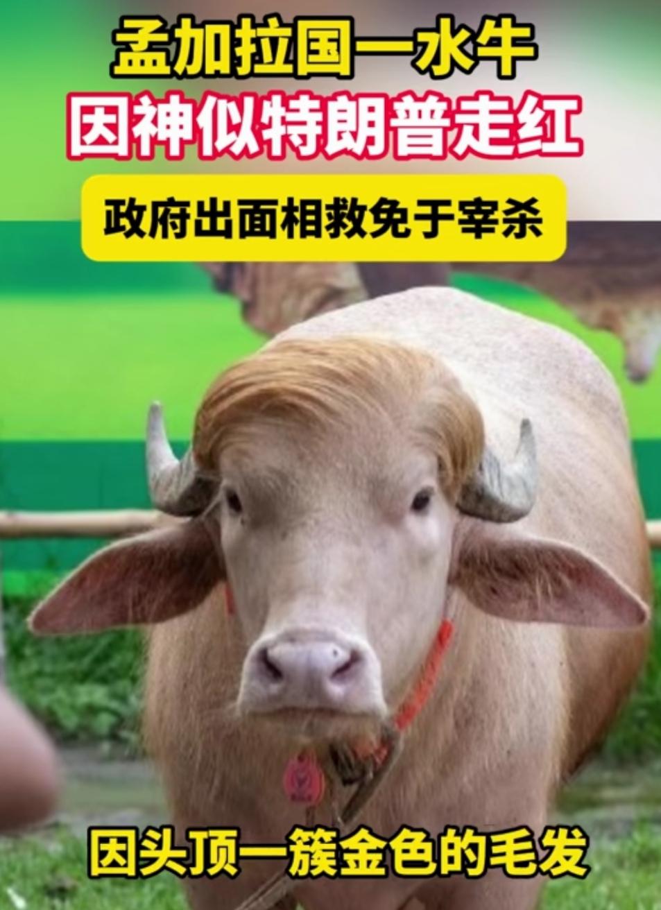 这头牛火了，因长得神似川普而幸免于宰杀！
近日，孟加拉国举行宰牲节，一头白化的水