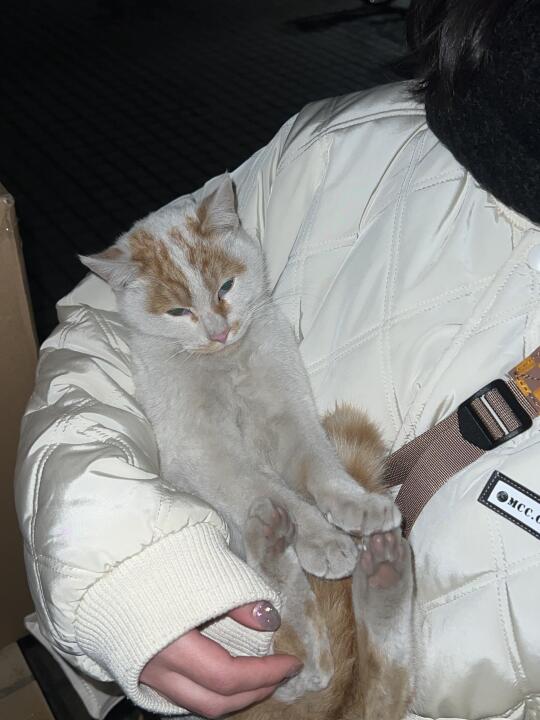 您是完全不舔毛的吗？