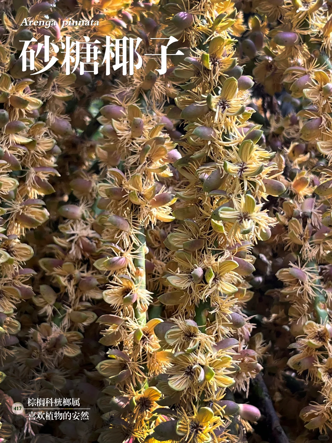 福州植物打标417｜砂糖椰子