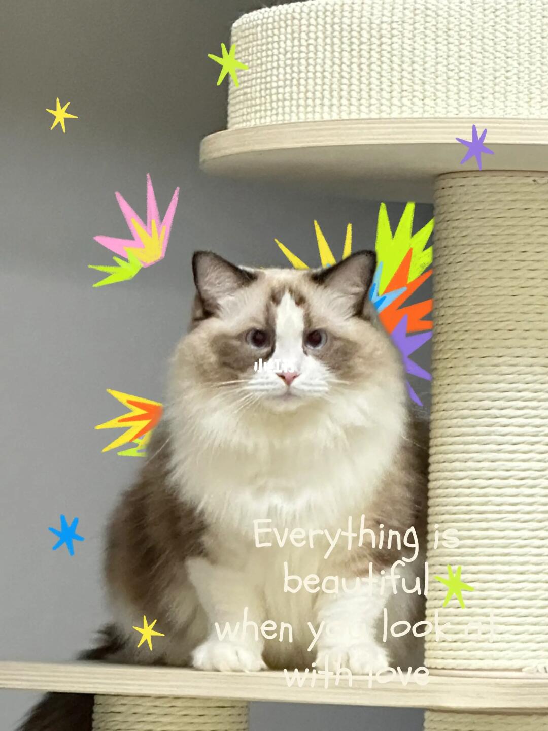 猫咪