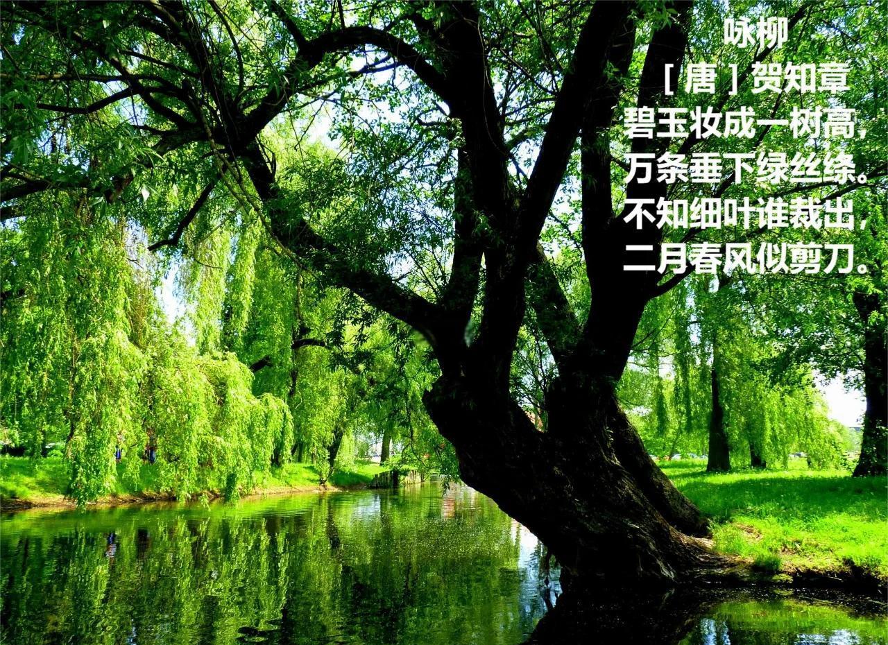 下联：红荷作画水生香

赏析：这幅对联中，下联“红荷作画水生香”与上联“翠柳寻诗