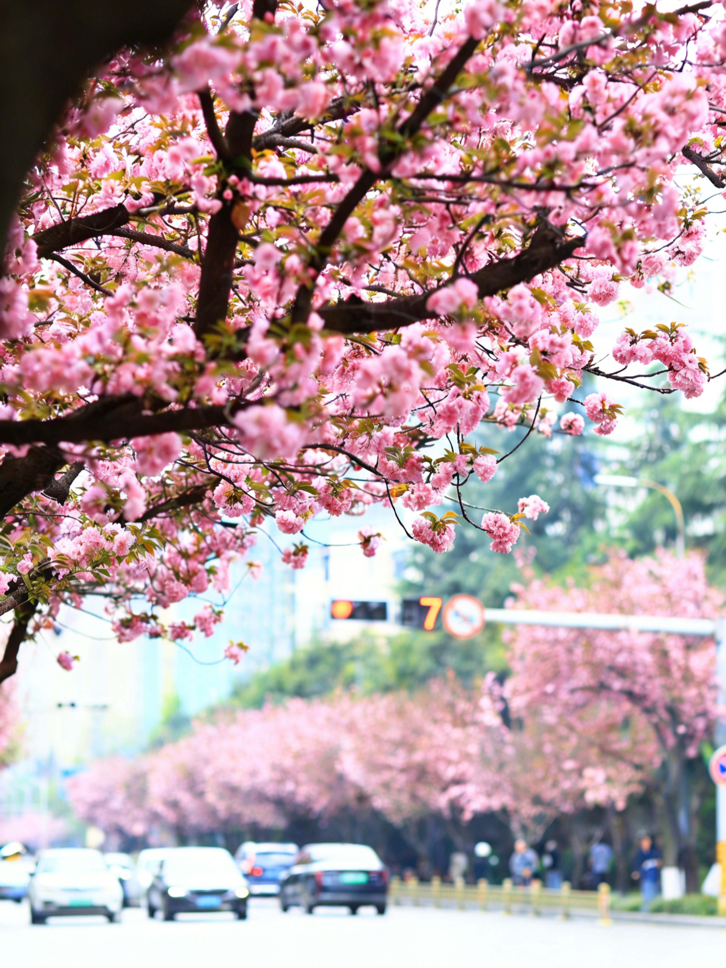 2026西安市区及周边春日20+赏花清单。姐妹们👭春风一吹，长安就美...