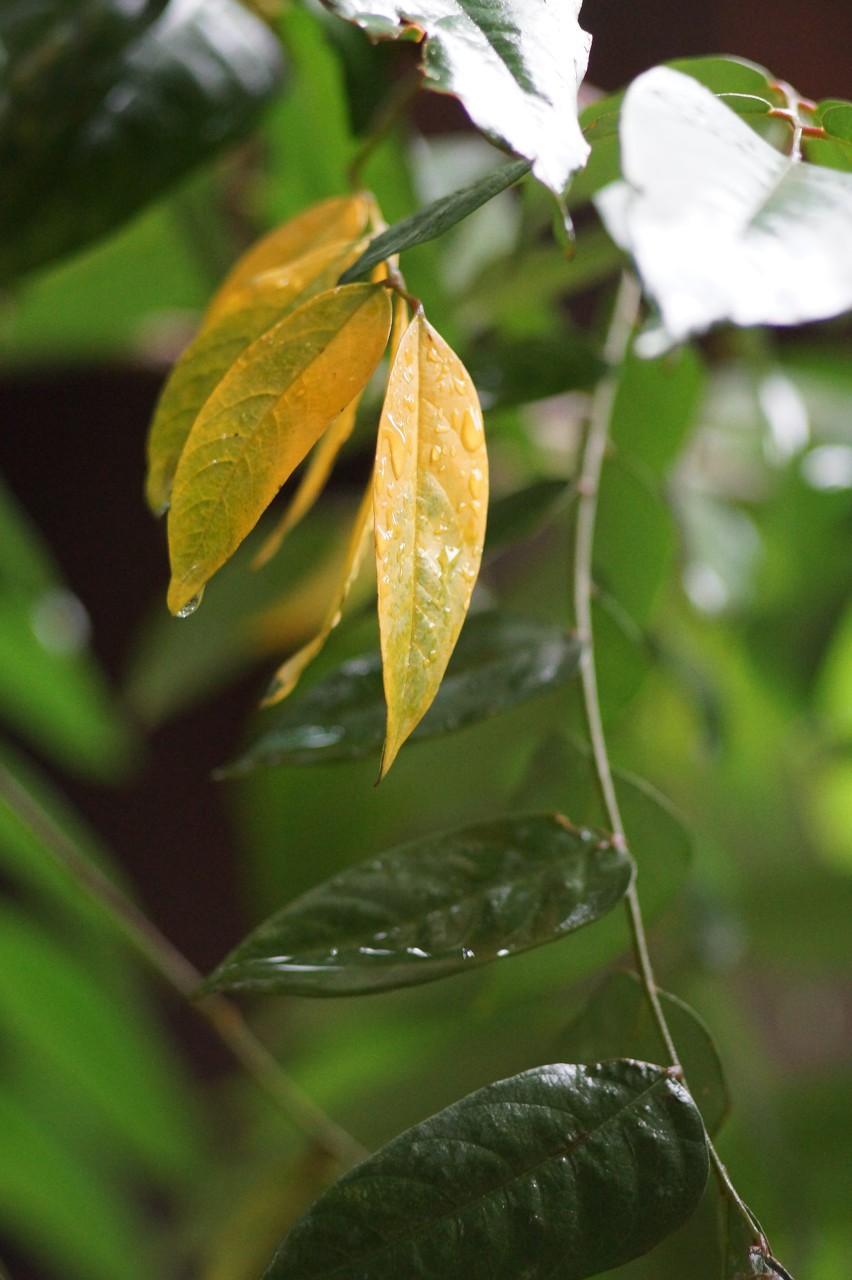 上联：风摇雪影梅香远，邀您对下联雨打枝叶片见落