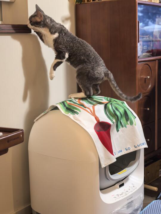 人 你自己看看这自动猫砂盆合理么