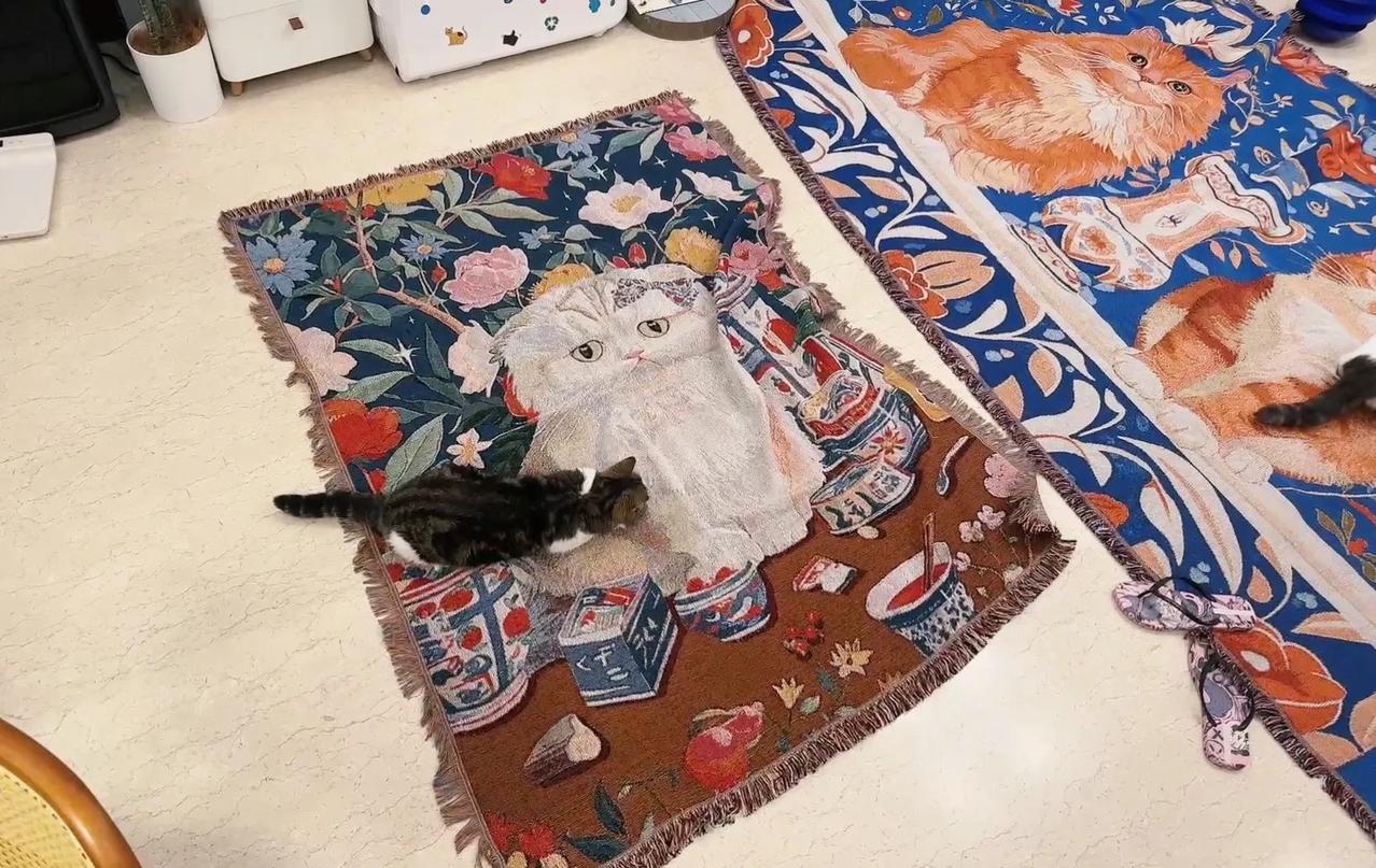 终于轮到小毛为自己代言了🤣
猫咪