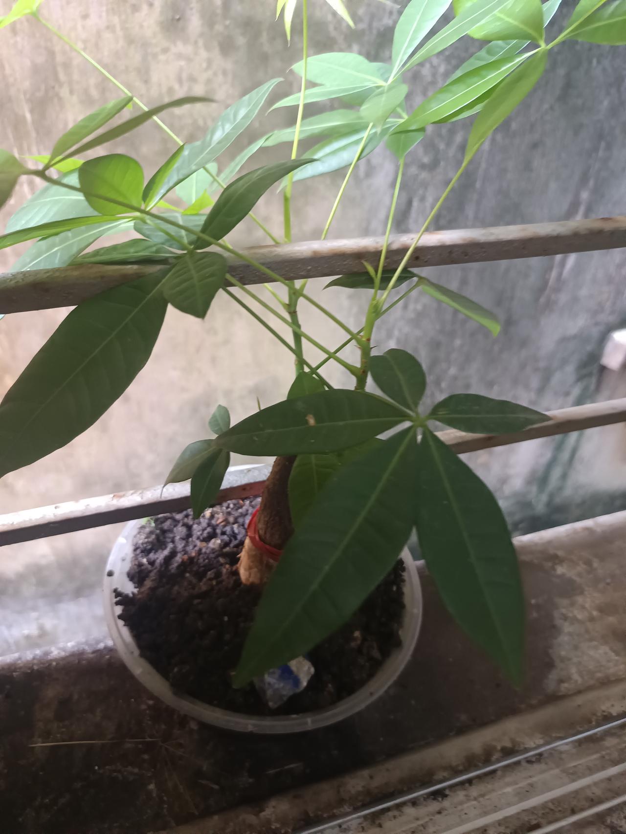 你敢相信吗？我在路边捡了一棵树，拿回拿回家种，现在这么大了