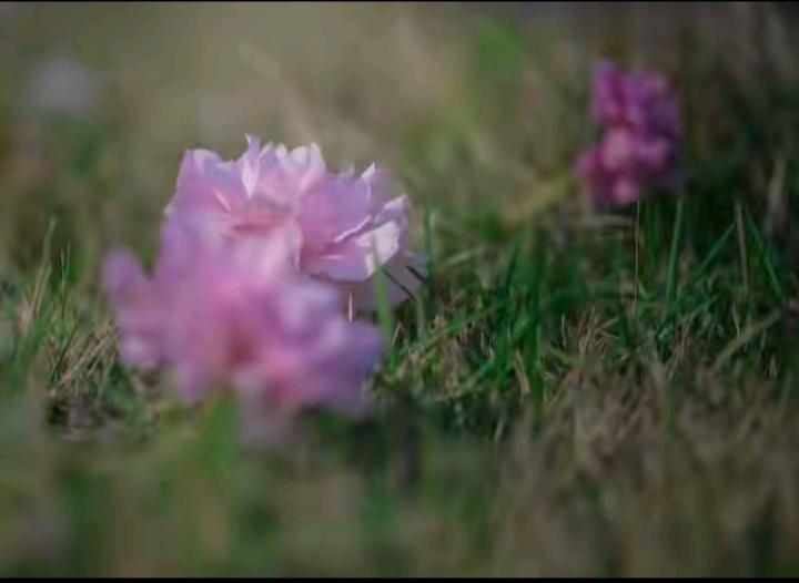 首先，我们需明白“头条平台”是以新闻为主导的平台，凭借创新与新颖在媒体领域独占鳌