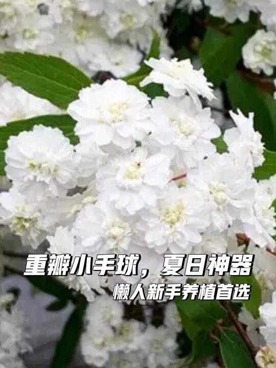夏日必备🌼重瓣小手球盆栽