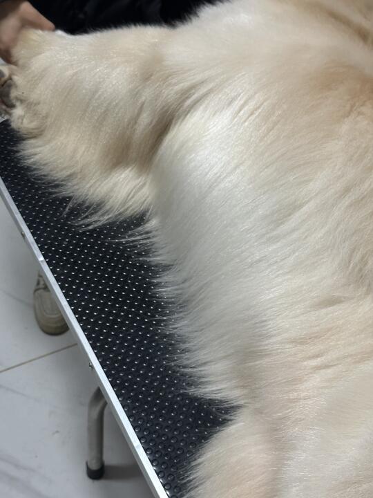 不愧是赛级金毛