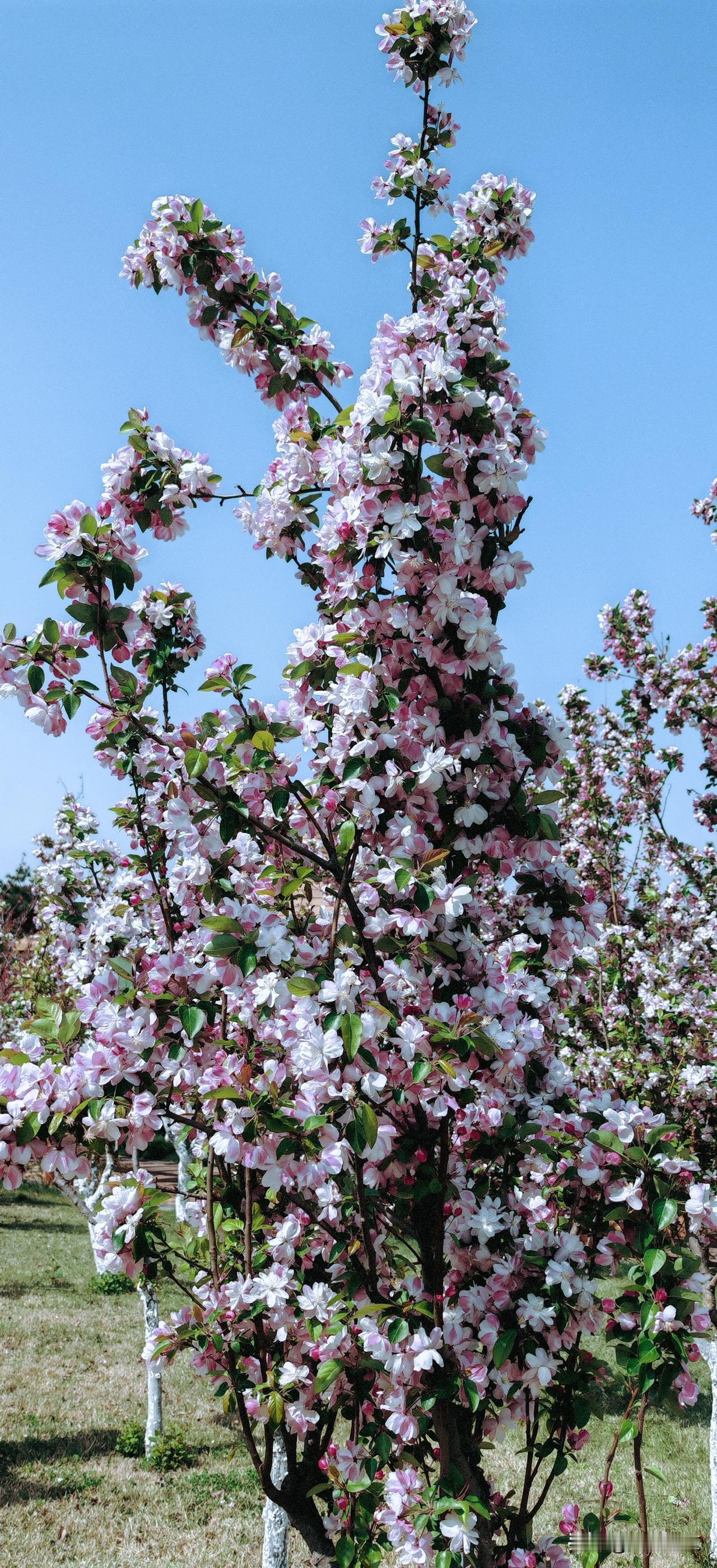 晒图笔记大赛西府海棠是蔷薇科苹果属的中国特有落叶小乔木，位列传统“海棠四品”（西