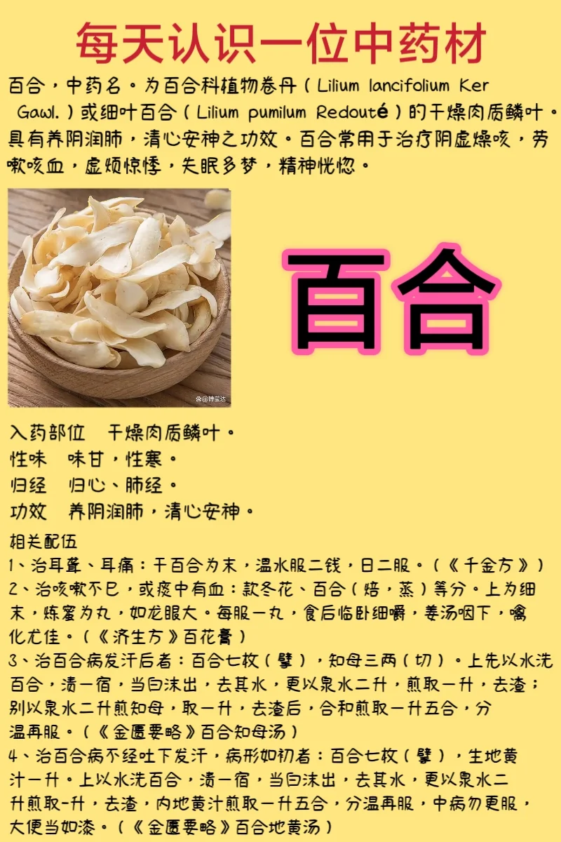 每天认识一位中药材-百合