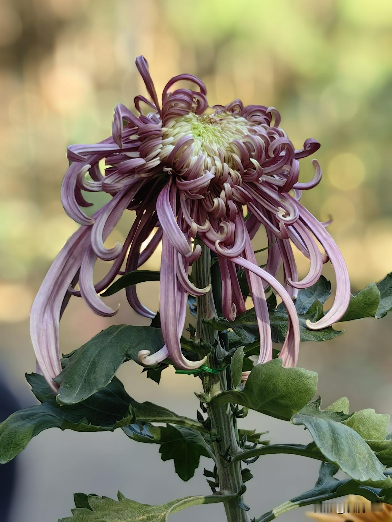 国家植物园菊花展随手拍