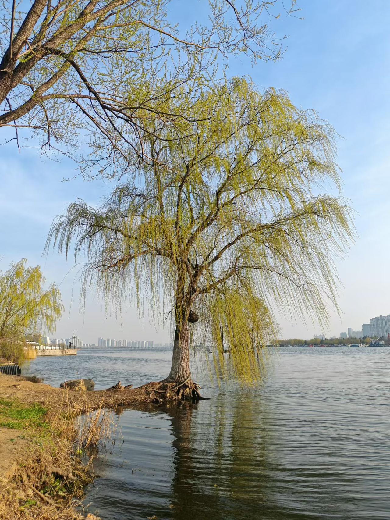 春来风渐暖，离家四十年。
​巷口东来客，追问涑桥南。
​残雪日暮白，两鬓似霜染。