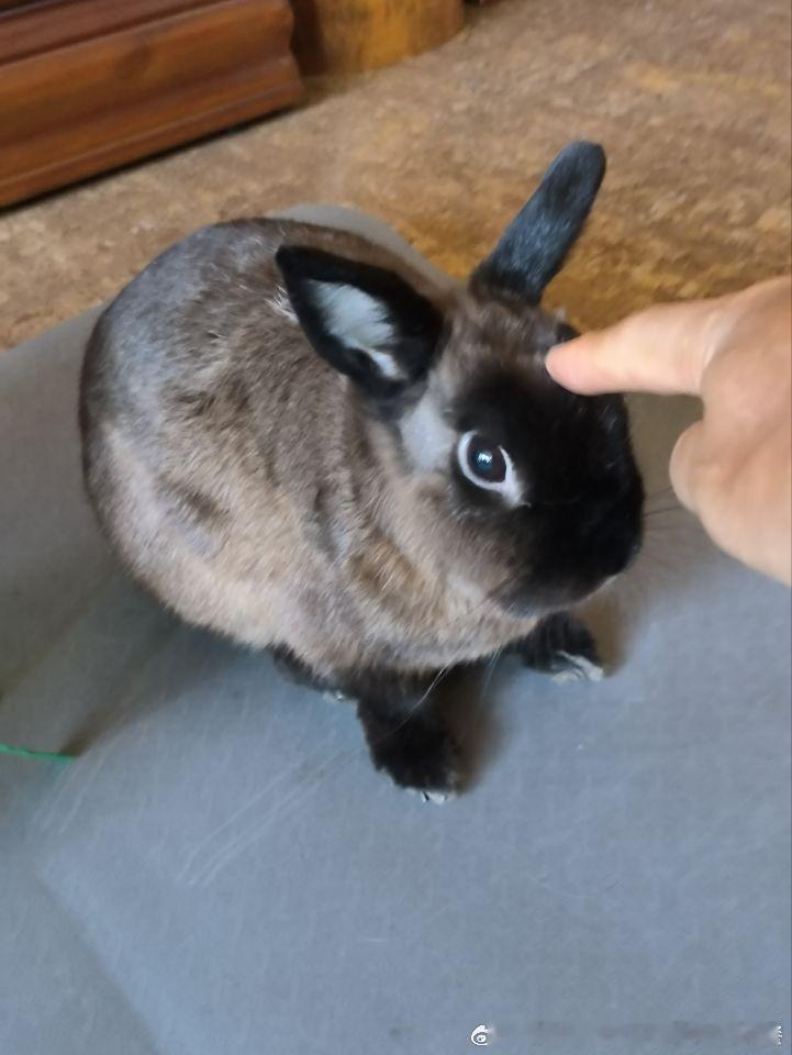 15056🐇【】兔并不服 ​​​
