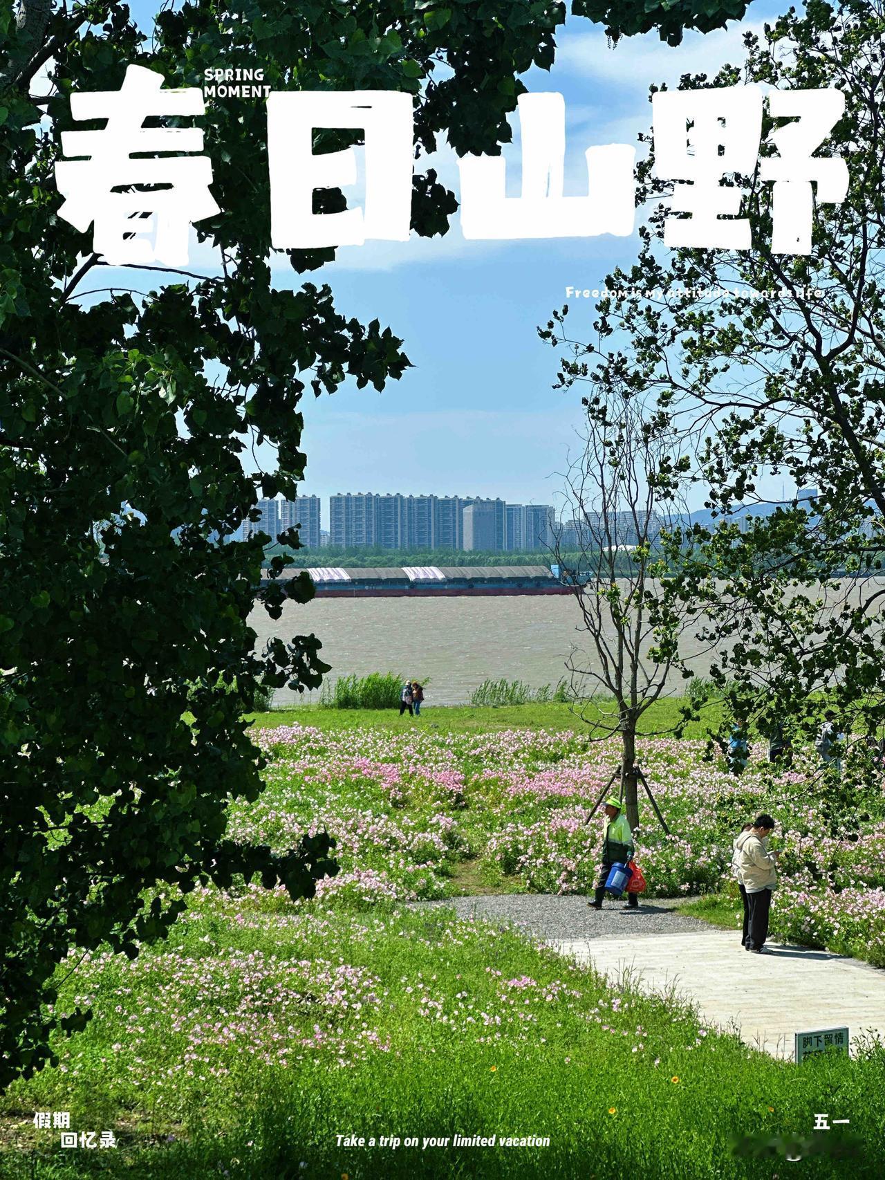 超大片月见草花海//江心洲
江心洲的江边，邂逅一片美丽花海，最美其实应该是落日余
