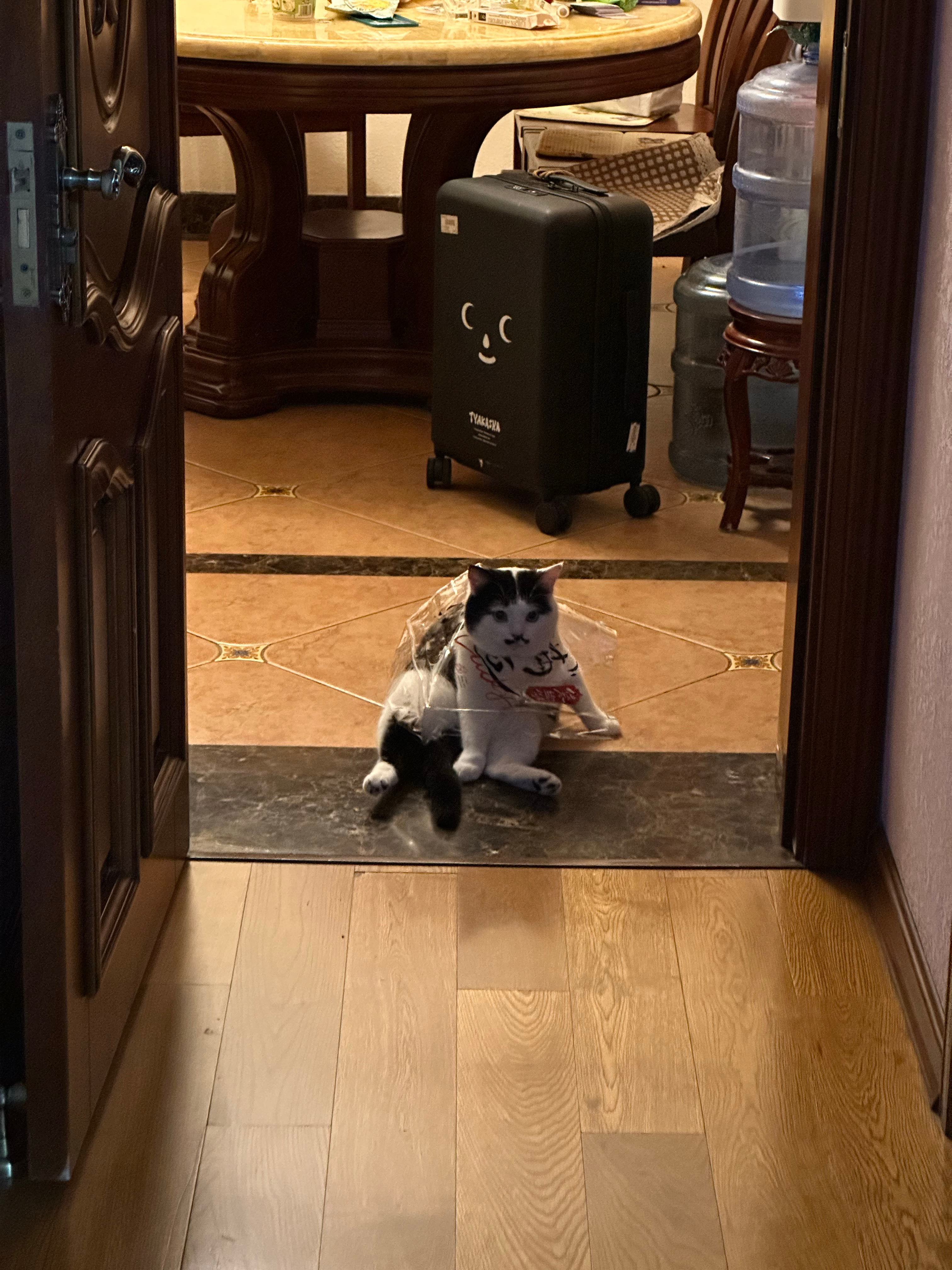 因为舔不到自己皮炎而很无助的猫： 