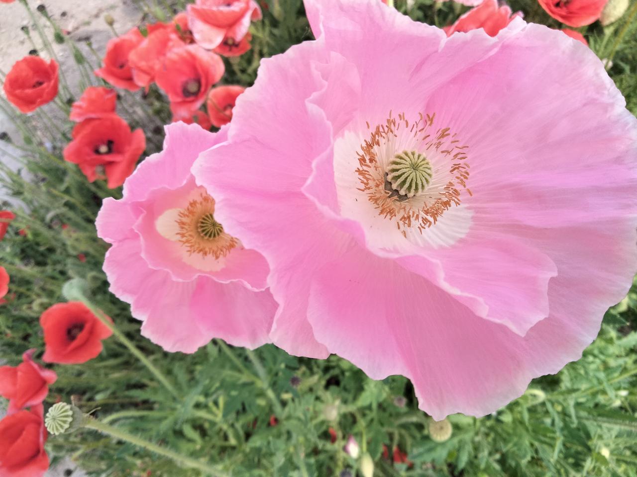 虞美人花姿轻盈优美，花色绚丽多彩；可成片种植打造花海景观，也能布置花坛、花境，单