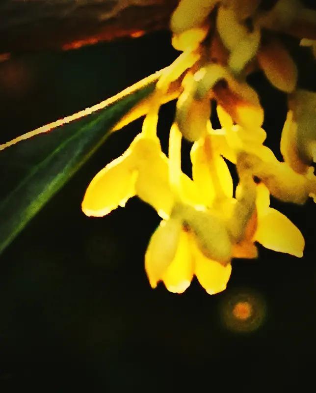 上联：夏雨倾心荷绽放，诚邀下联秋霜凝韵桂香浮。