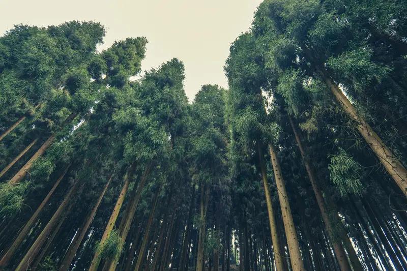 我超爱森林风景！之前去了一片原始森林，那景色简直绝了。走进森林，满眼都是高大的树