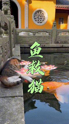 刷到这段小猫落水被锦鲤送上岸的视频，不少人都直呼是太暖心的了。

这段视频是由路