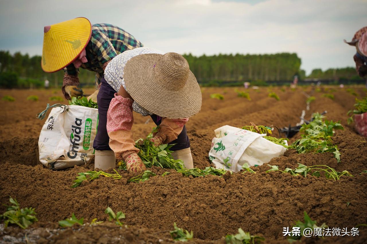 60岁农民工因年龄大被辞 回老家租地为生。
60岁农民工因年龄大被辞，回老家租地