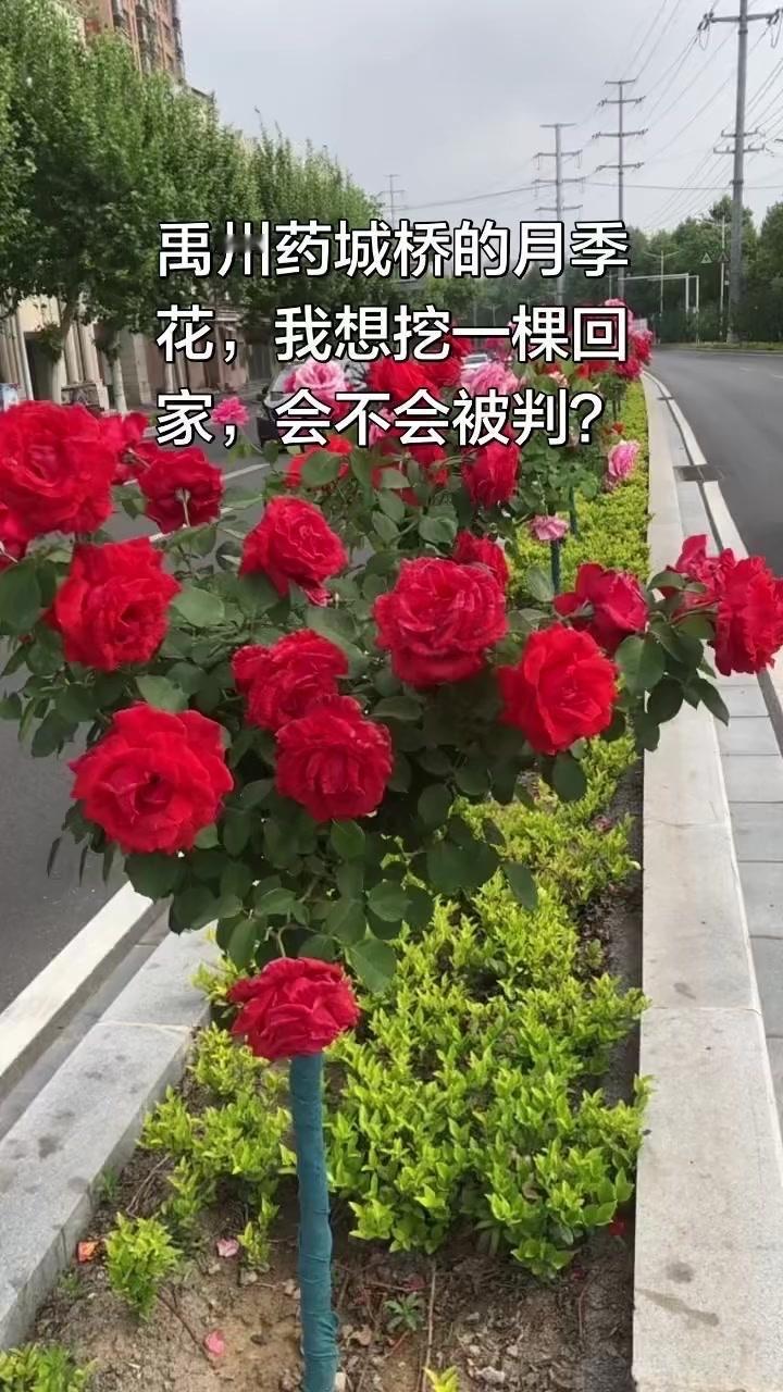 🌸药城桥的月季花全开了，粉的紫的白的挨挨挤挤，风一吹花瓣轻轻颤动，像在跳一支温