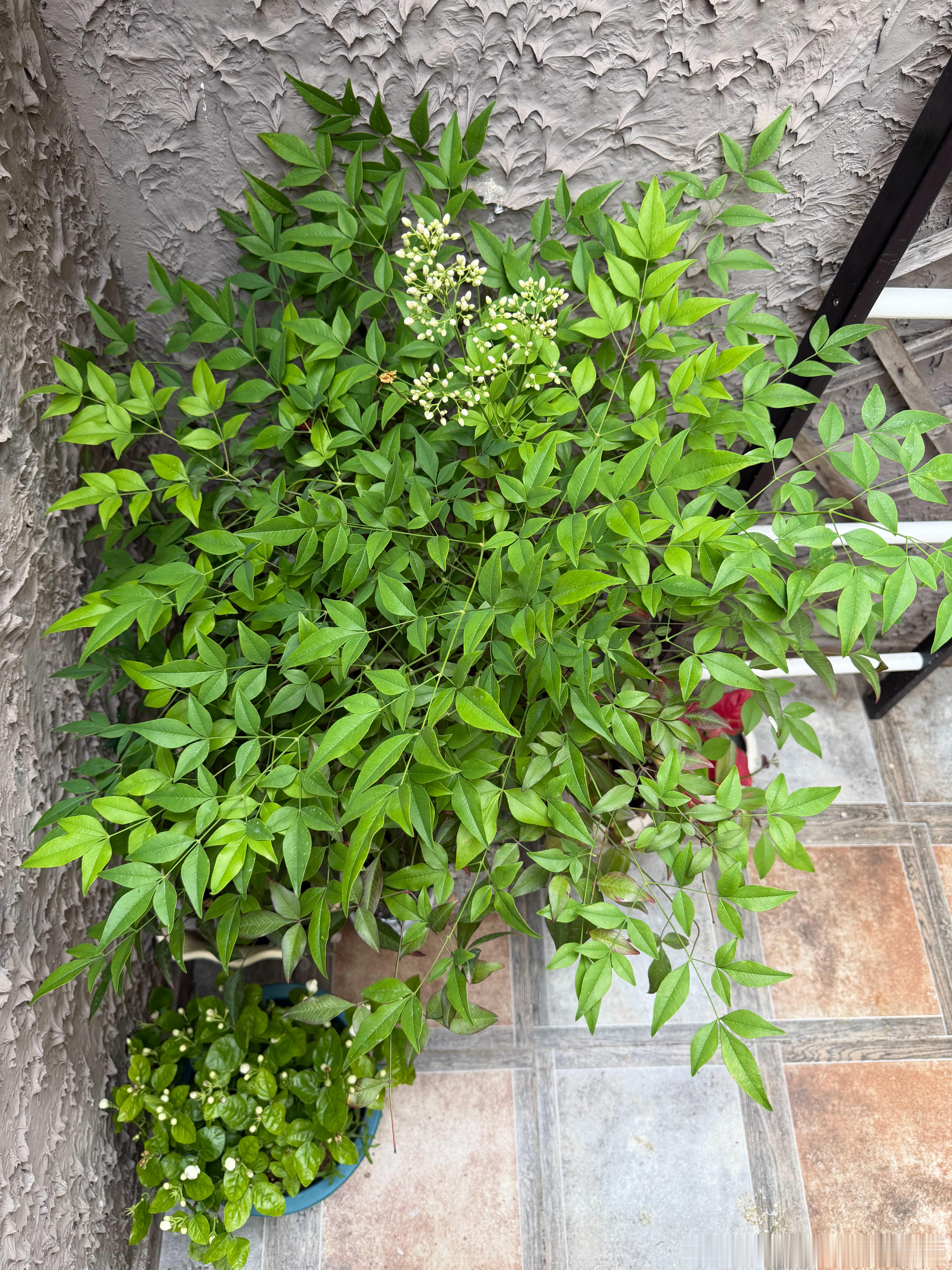 院子里新来的南天竹和茉莉，牵牛花准备好了攀爬。 