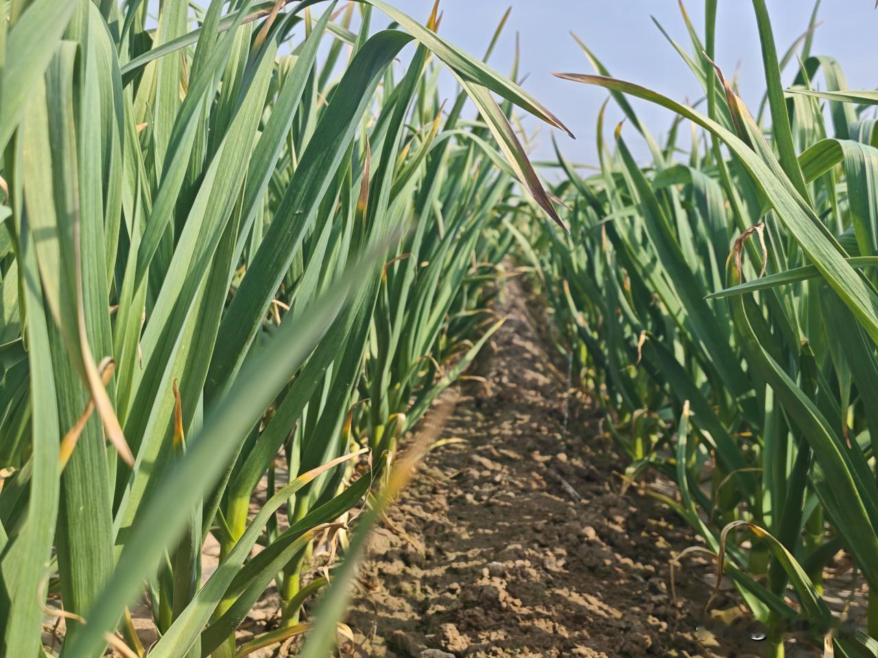 河南蒜薹市场让蒜农揪心，4月4日，作为大蒜的主产区杞县，蒜农正忙着收获早熟的蒜薹