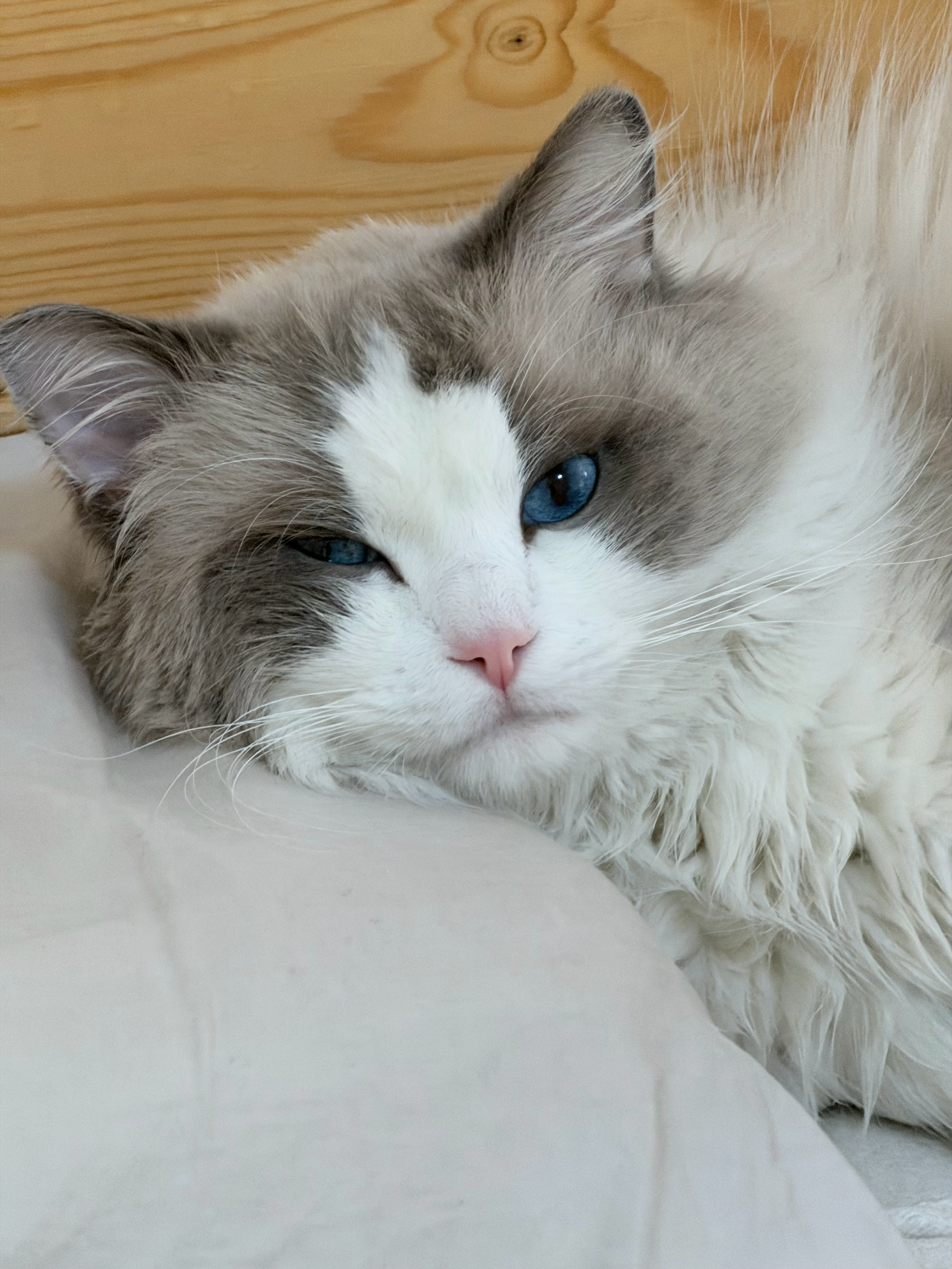 早上好，不养猫你们是不懂的