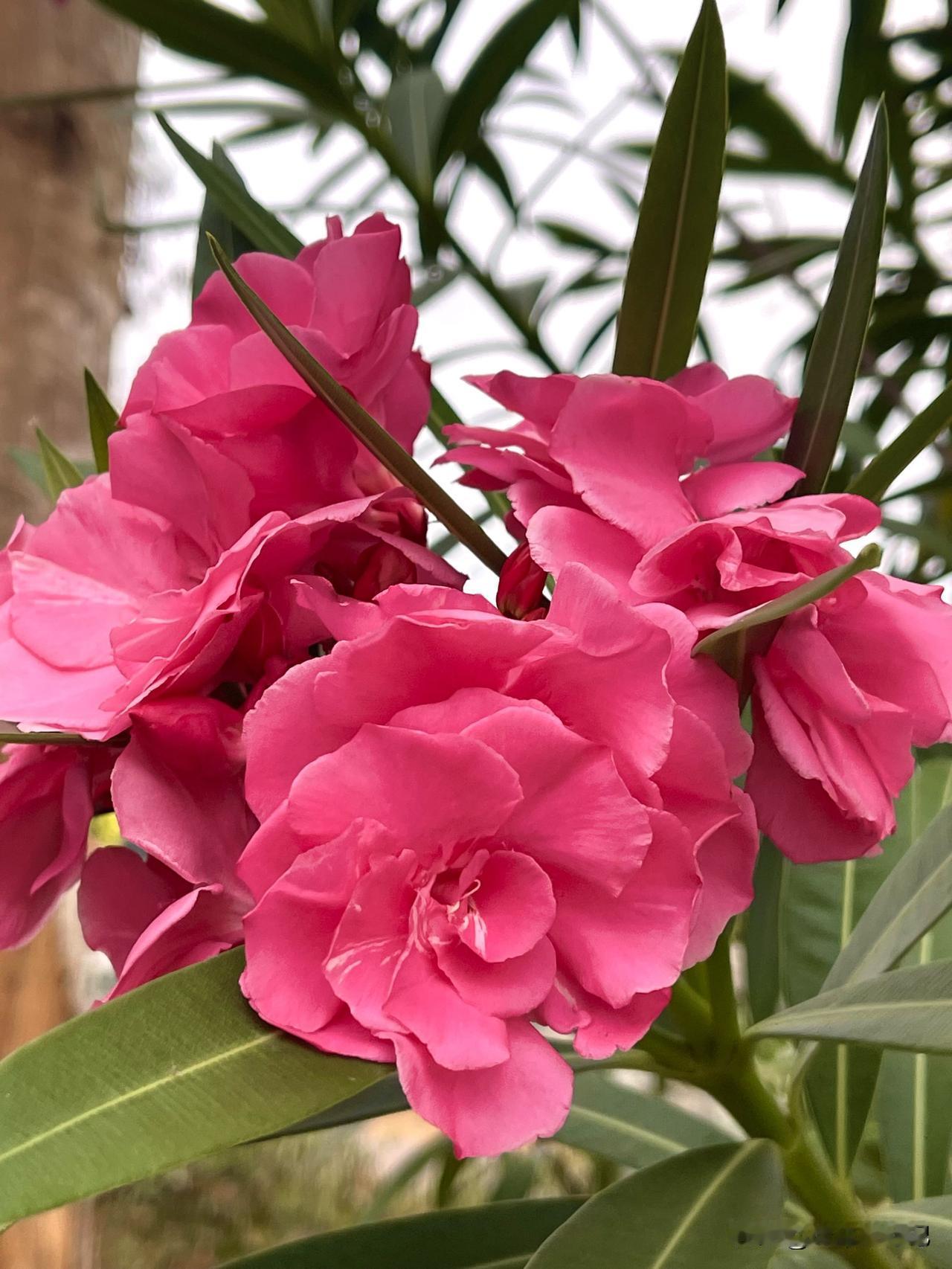 有没有漂亮的花朵图片海南花朵