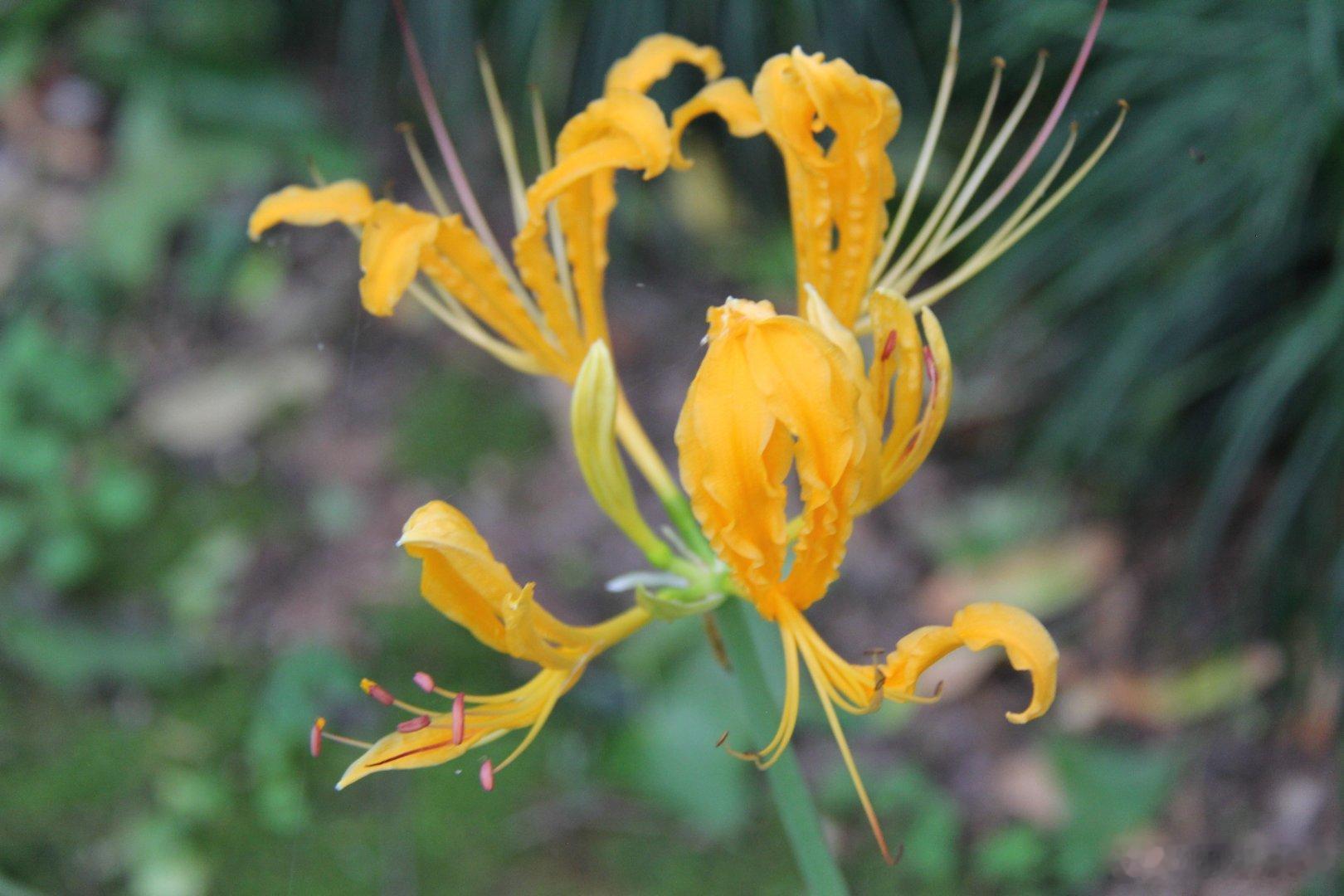 夏天的小花花 