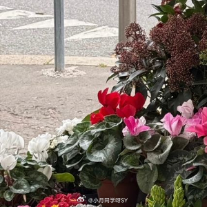 晚安心语 当丙午马年的夜色如绸缎般铺开，请暂时放下白日的奔忙与牵挂。愿这新春时节