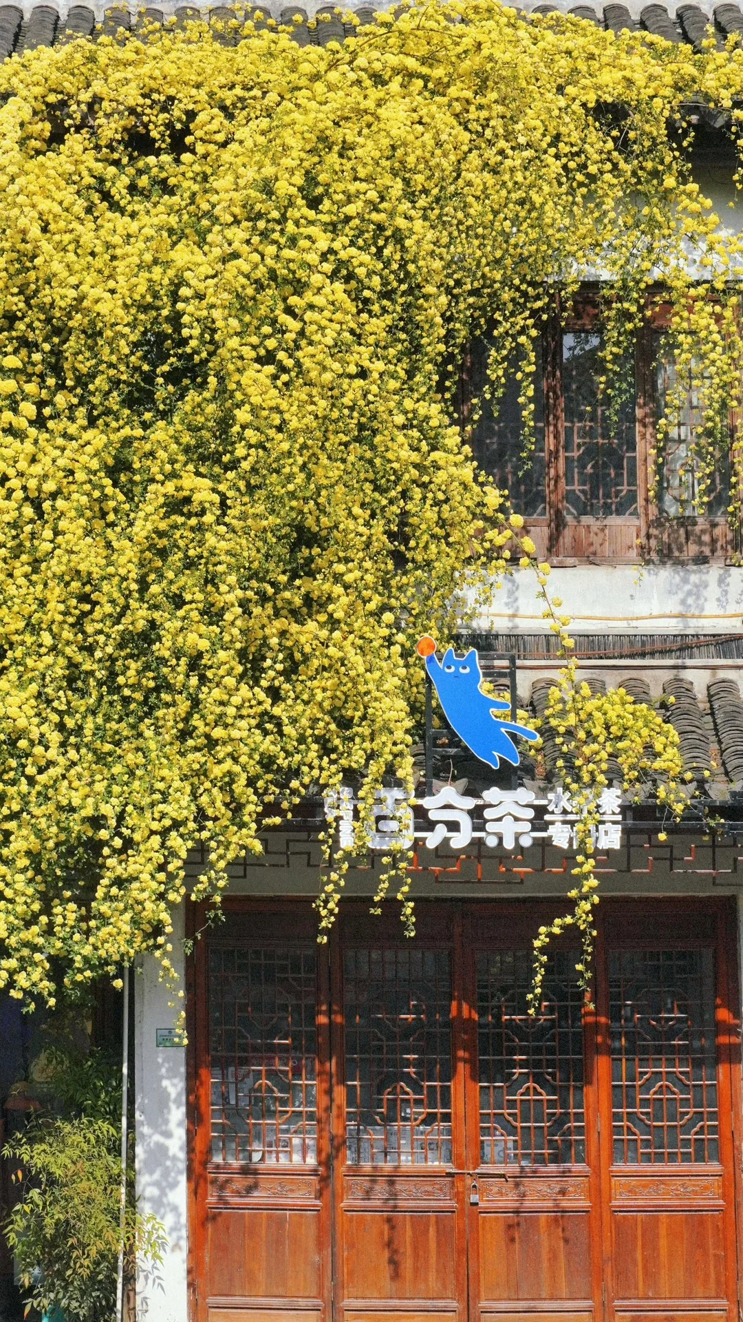 苏州春日citywalk🌼紫藤木香花一日游‼️