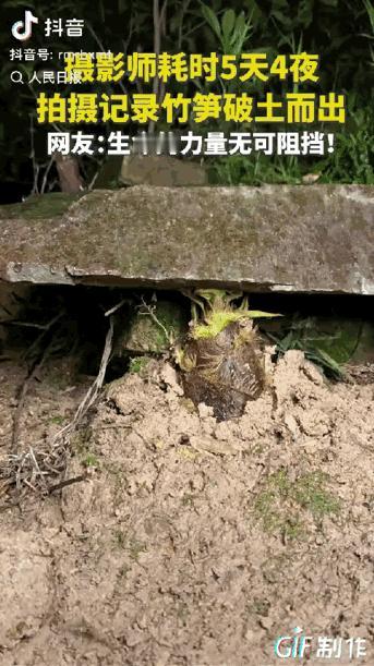 “这竹笋做梦都没想到它上人民日报了！”一摄影师耗时5天4夜拍竹笋，不料，在拍摄时