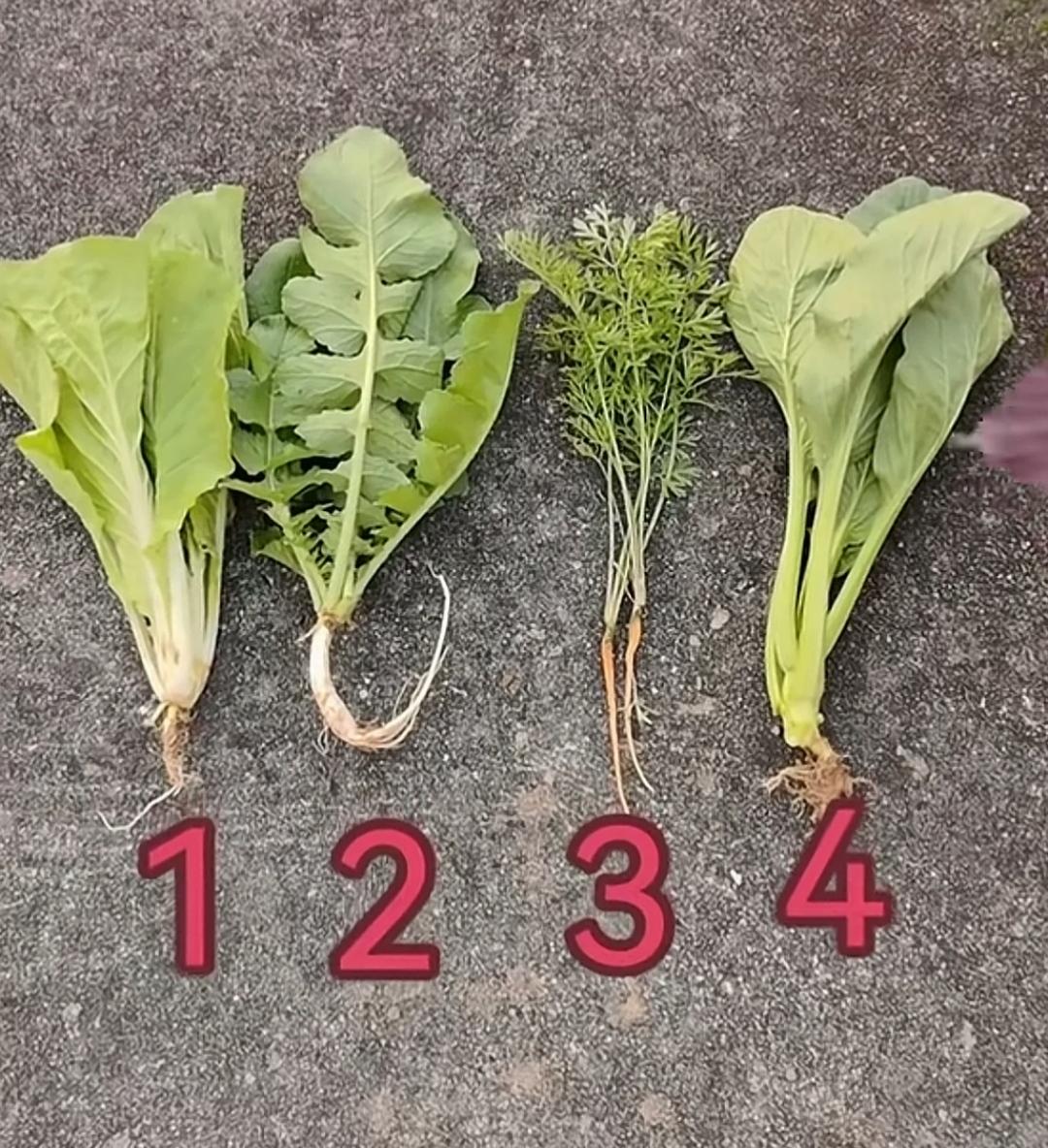 四种菜根，各有特色，你选哪个？几号是萝卜苗？这四种蔬菜你都认识吗？能叫出名字的全