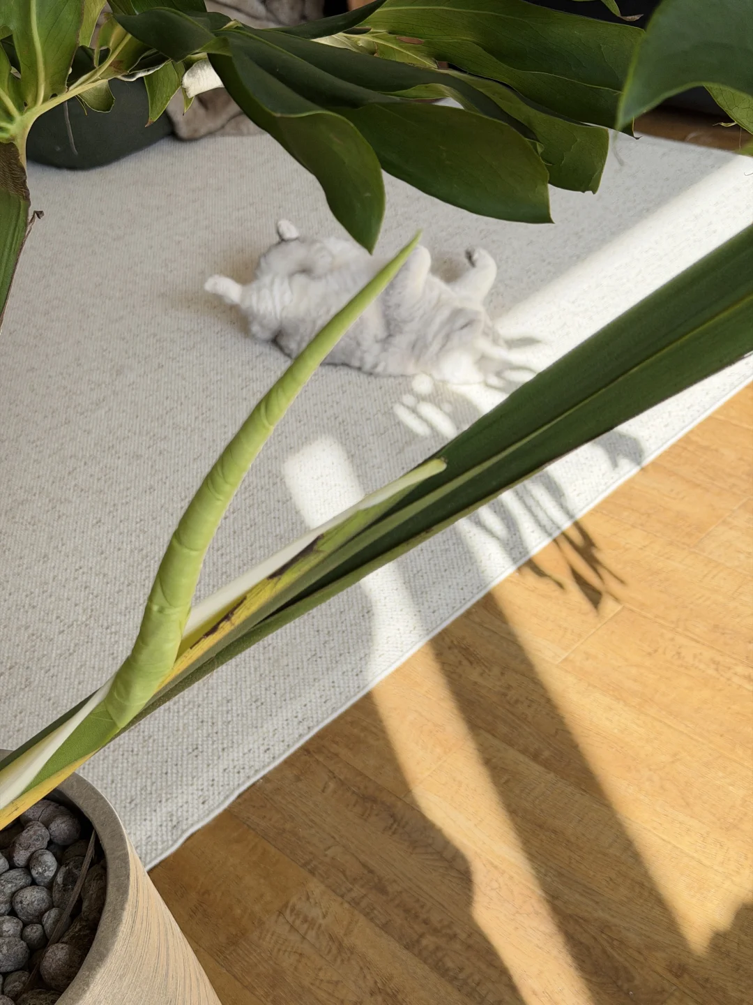 龟背竹长新叶子了，但是我的小猫老了