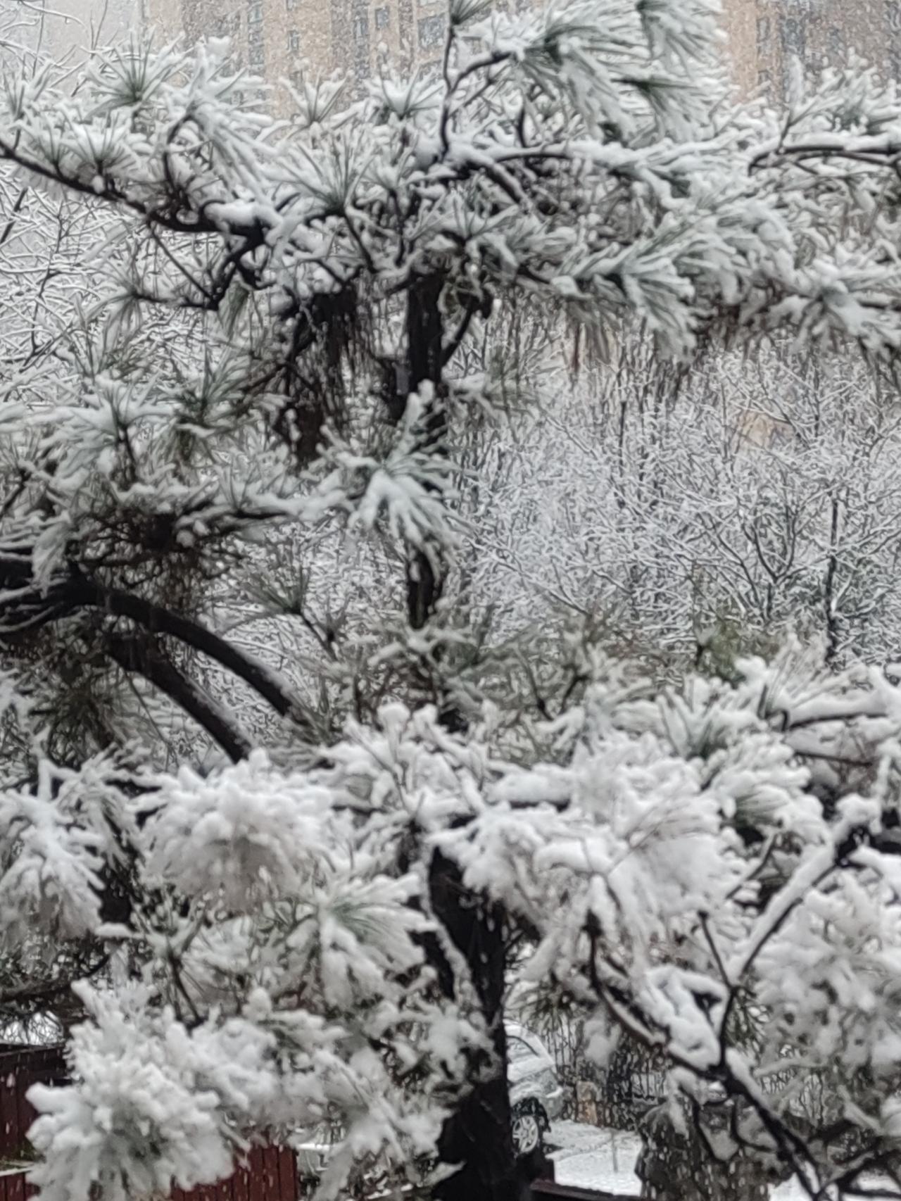 早上天气预报还说今天小雨加中雨，没想到中午还没吃完饭，就看到大片大片的雪花如一团