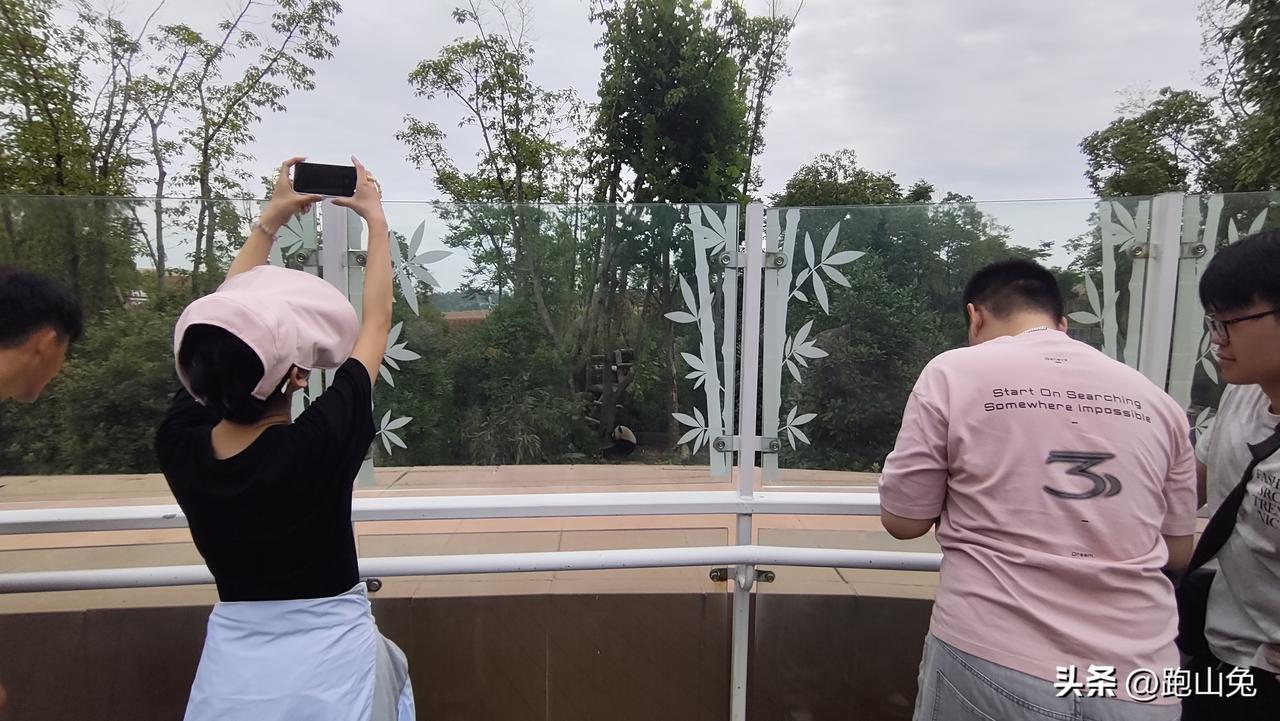成都参观大熊猫基地千万不要从西门进，这里几个室外馆有很高的玻璃墙，不利于拍照，且