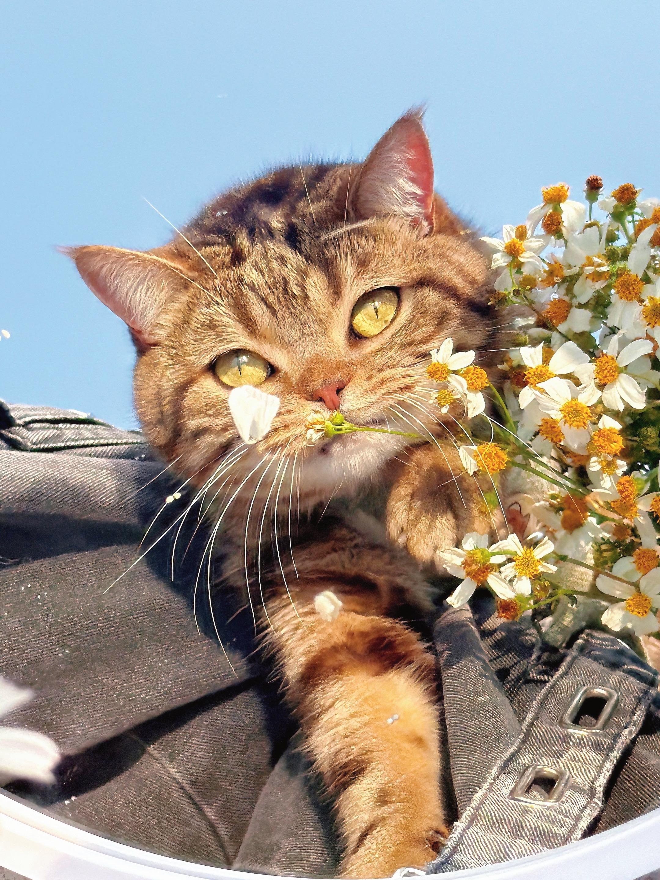 春天就是要跟好多花花拍照。